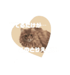 猫の森基金①（個別スタンプ：5）