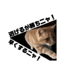 猫の森基金①（個別スタンプ：7）