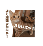 猫の森基金①（個別スタンプ：8）