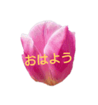 挨拶 敬語 チューリップ お花（個別スタンプ：1）