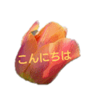 挨拶 敬語 チューリップ お花（個別スタンプ：3）