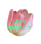 挨拶 敬語 チューリップ お花（個別スタンプ：10）
