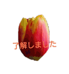 挨拶 敬語 チューリップ お花（個別スタンプ：16）