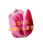 挨拶 敬語 チューリップ お花（個別スタンプ：21）