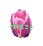 挨拶 敬語 チューリップ お花（個別スタンプ：22）