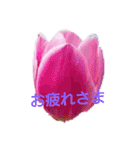 挨拶 敬語 チューリップ お花（個別スタンプ：23）