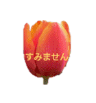 挨拶 敬語 チューリップ お花（個別スタンプ：29）