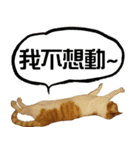 おしゃべり猫の話1（個別スタンプ：1）