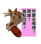 おしゃべり猫の話1（個別スタンプ：2）