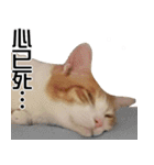 おしゃべり猫の話1（個別スタンプ：4）