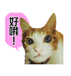 おしゃべり猫の話1（個別スタンプ：10）