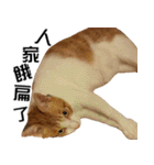 おしゃべり猫の話1（個別スタンプ：11）