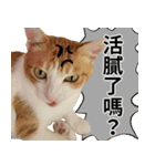 おしゃべり猫の話1（個別スタンプ：12）