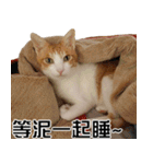 おしゃべり猫の話1（個別スタンプ：14）