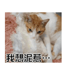 おしゃべり猫の話1（個別スタンプ：15）