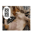 おしゃべり猫の話1（個別スタンプ：16）