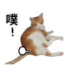 おしゃべり猫の話1（個別スタンプ：19）