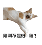 おしゃべり猫の話1（個別スタンプ：21）