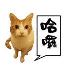 おしゃべり猫の話1（個別スタンプ：23）