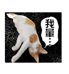 おしゃべり猫の話1（個別スタンプ：25）