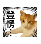 おしゃべり猫の話1（個別スタンプ：29）