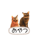 はるみるスタンプ（個別スタンプ：16）