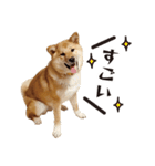 やんちゃ柴犬 茶々姫★子犬 シンプル（個別スタンプ：1）