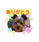 あかねとたつとかんかん（個別スタンプ：10）