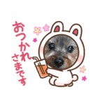 あかねとたつとかんかん（個別スタンプ：15）