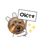 あかねとたつとかんかん（個別スタンプ：17）