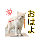 もなまるすたんぷ（個別スタンプ：2）