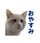 もなまるすたんぷ（個別スタンプ：4）