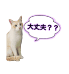 もなまるすたんぷ（個別スタンプ：5）