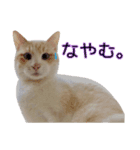 もなまるすたんぷ（個別スタンプ：7）