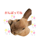 のんびりうーちゃん2（個別スタンプ：8）