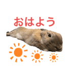 のんびりうーちゃん2（個別スタンプ：11）