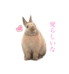 のんびりうーちゃん2（個別スタンプ：12）