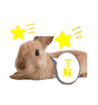 のんびりうーちゃん2（個別スタンプ：17）