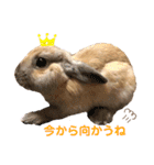 のんびりうーちゃん2（個別スタンプ：24）