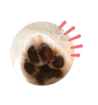 愛犬達のスローディズ5（個別スタンプ：2）