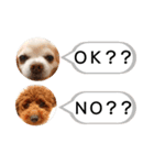 愛犬達のスローディズ5（個別スタンプ：3）