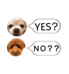 愛犬達のスローディズ5（個別スタンプ：4）