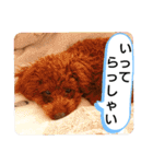 愛犬達のスローディズ5（個別スタンプ：5）
