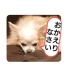 愛犬達のスローディズ5（個別スタンプ：6）