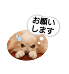 愛犬達のスローディズ5（個別スタンプ：7）