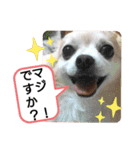 愛犬達のスローディズ5（個別スタンプ：10）