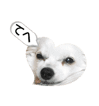 愛犬達のスローディズ5（個別スタンプ：12）