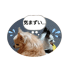 愛犬達のスローディズ5（個別スタンプ：13）