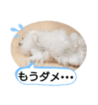 愛犬達のスローディズ5（個別スタンプ：15）