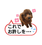 愛犬達のスローディズ5（個別スタンプ：16）